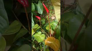 organic Anthurium cultivation 💐💐💐  unlimited plant cultivation channel [upl. by Drallim]