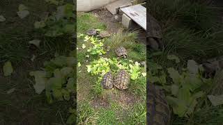 Hermann tortoise enjoying some lettuce hermannstortoise tortoise turtles swetlandtortoises [upl. by Shevlo60]