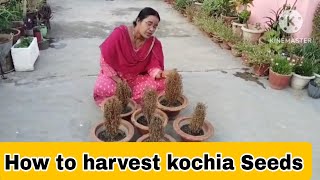 Collect Kochia SeedsKochia Seeds kaise Collect kareHow to collect Kochia Seeds [upl. by Haridan367]