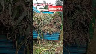 The Science of Silage How to Make Better Maize Forage [upl. by Nagram]