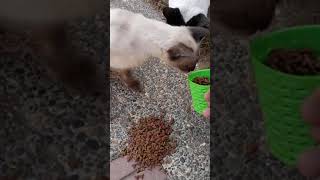 Stray cats are hungry as winter begins Stray cats need help cat cute [upl. by Whitson447]