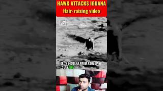 Hawk Attacks Iguana  Worlds Deadliest  Shorts Vedio [upl. by Shoifet]