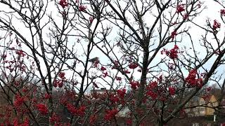 Pine Grosbeak calling [upl. by Simpson]