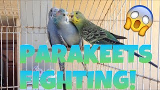 PARAKEETS FIGHTING Read description box [upl. by Ahsiat]