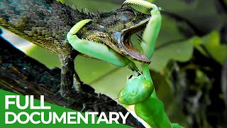 Praying Mantises  Deadly Killers of the Insect World  Free Documentary Nature [upl. by Aizahs]