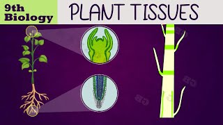 TISSUES  PLANT TISSUES  Class 9th biology chapter 2  Ncert class 9 SCIENCE  cbse syllabus [upl. by Urbai]