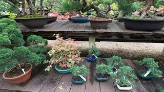 A trip to Greenwood Bonsai Nursery and some gifts from Houghton Bonsai [upl. by Rand887]