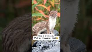 Weasel viral wildlife trending shortsfeed animal shorts viralshorts weasel [upl. by Sama131]