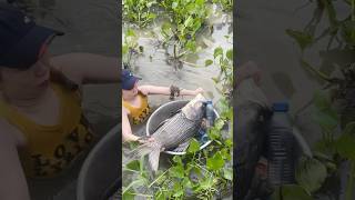 Amazing Fish Trapping Skills [upl. by Nerol194]