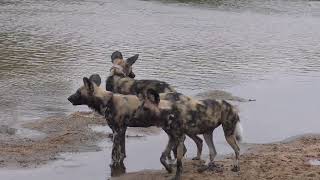 Ulusaba Lodge in 4K  Kruger Park  South Africa  Rare Wild Dog Sighting  9 September 2023 [upl. by Lanctot]