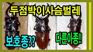 우리나라는 환경부 보호곤충이나 인도네시아에서는두점박이사슴벌레 인도네시아 버젼을 소개합니다 [upl. by Tdnerb]