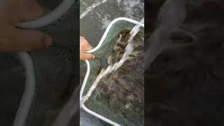 Golden croaker fishing seafood livebaitfishing professionalfishing croaker shrimp crustacean [upl. by Adara727]