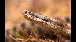 La víbora áspid Vipera aspis 4 días en su busca por el Pirineo [upl. by Eikin526]