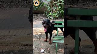 Rottweiler Bubzee Meeting Ke Liye Hua Pareshan shorts namitaology jehampzoey [upl. by Sillert]