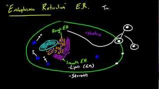 Biology Lecture  22  Endoplasmic Reticulum [upl. by Aibos]