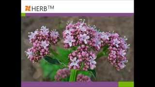 Valerian  HERBTMCOM [upl. by Ecnerual]