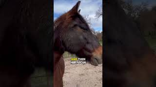 Understanding Horse Behavior Freeze Mode and Twitching horse horsebehavior horsetraining [upl. by Alene]