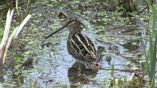 ENKELBECKASIN Common Snipe Gallinago gallinago Klipp  1215 [upl. by Ahsiekin]