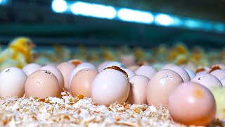 See how millions of chicks hatch from eggs [upl. by Arba]