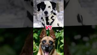 Dalmatian vs Belgian malinois vs Pitbull vs Presa canario vs Canecorso youtubeshorts [upl. by Prentice]