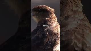 Fascinating Facts About Ferruginous Hawk facts animals wildlife nature birds youtubeshorts [upl. by Lemhaj]