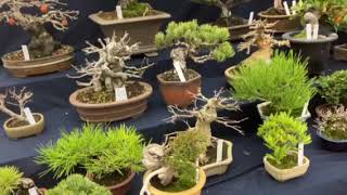 Shohin Bonsai Exhibition Kyoto 2 [upl. by Cohbert821]