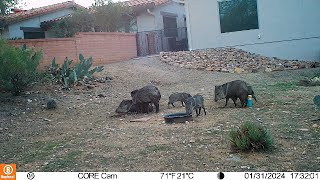 Trail cam from 01292024 to 02032024 mostly javelina visiting behind the casita in Green Valley AZ [upl. by Nosnaj]