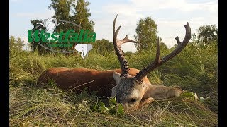 Jagd auf sibirischen Rehbock in Kasachstan [upl. by Gillespie]