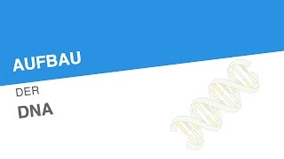 AUFBAU DER DNA  Biologie  Genetik und Entwicklungsbiologie [upl. by Bearnard300]