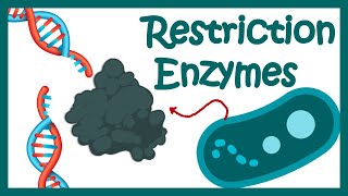 Restriction enzymes  Restriction endonuclease  How does the restriction enzymes work [upl. by Jedthus551]