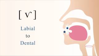 ⱱ  f̆  v̆  voiced labiodental tap [upl. by Thgiwd]