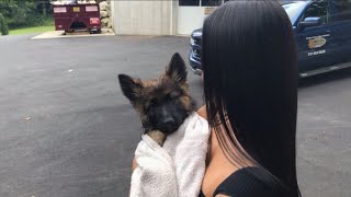 getting a german shepherd [upl. by Etsirk110]