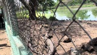 Cocodrilos en Ciénaga de Zapata  Cuba 🇨🇺 [upl. by Miarzim412]