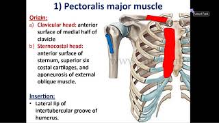 Muscles of the Pectoral Region  Dr Ahmed Farid [upl. by Rexer594]