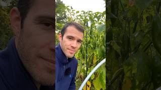 Stop overwatering your plants gardening gardeningtips [upl. by Coryden26]