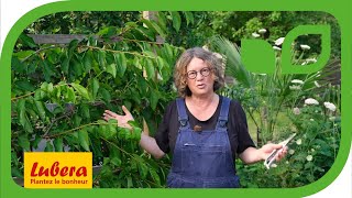 Tailler les cerisiers bigarreaux en espalier  Quand faut il tailler [upl. by Cathe]