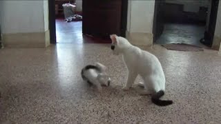 Kitten playing with cat mom [upl. by Gay911]