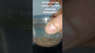 grindal worms culture for sale grindalworm [upl. by Accem]