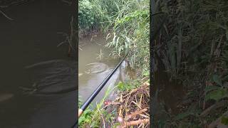 Tegek hampir patah garagara perlawanan ikan babon sungai😱 [upl. by Yvon283]