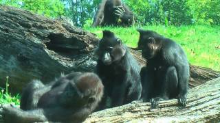 INTERACTION BETWEEN GORILLAS AND MANGABEYS [upl. by Atterg935]