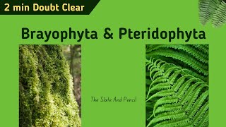 Difference between Bryophytes vs Pteridophytes  Hindi  tsplearning [upl. by Attezi]