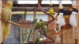 Over 3 Hours of Budgies and Cockatiels Talking Singing and Playing in their Aviary [upl. by Eedissac]