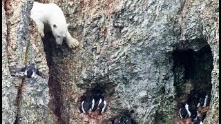 Un ours polaire affamé risque sa vie   ZAPPING SAUVAGE [upl. by Ellerad]