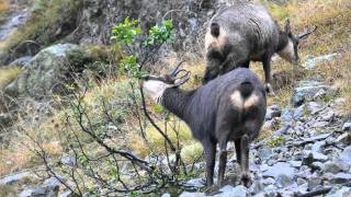 Chamois HautesAlpes [upl. by Ierdna125]