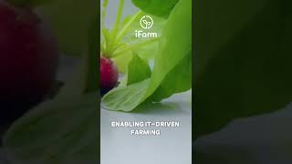 iFarm is a company that makes a huge impact verticalfarming sustainability [upl. by Akirdnas]