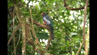 Slaty tailed Trogon [upl. by Aicsila632]