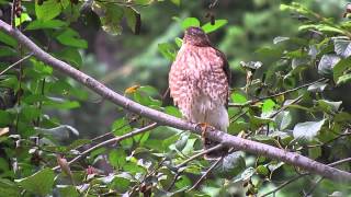 Sharpshinned Hawk [upl. by Tesler]