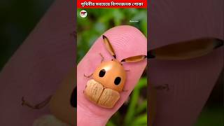 দুনিয়ায় সবচেয়ে বিপদজনক পোকা 🐞funnel slider bite shorts animals insects [upl. by Hendrix455]