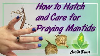 How to Hatch and Care for Praying Mantids [upl. by Aihsyn210]