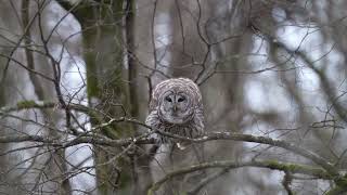 barred owl hooting [upl. by Biron597]